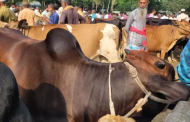 ঈদের আগে ভারতীয় গরু ঢোকার শঙ্কায় শেরপুরের খামারিরা