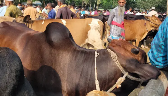ঈদের আগে ভারতীয় গরু ঢোকার শঙ্কায় শেরপুরের খামারিরা