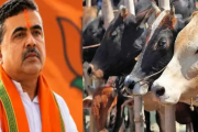 গরু বিক্রি নিয়ে পশ্চিমবঙ্গে হাহাকার, শিগগিরই সিদ্ধান্ত নেবেন শুভেন্দু