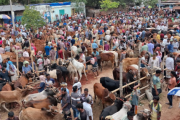 ক্রেতা-বিক্রেতার ভিড়ে সরগরম চাঁপাইনবাবগঞ্জের কোরবানির পশুর হাট