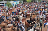 ক্রেতা-বিক্রেতার ভিড়ে সরগরম চাঁপাইনবাবগঞ্জের কোরবানির পশুর হাট
