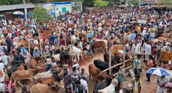 ক্রেতা-বিক্রেতার ভিড়ে সরগরম চাঁপাইনবাবগঞ্জের কোরবানির পশুর হাট