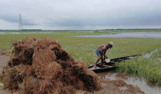 তীব্র শ্রমিক সংকটে হাওরের ধান কাটতে না পেরে বিপাকে কৃষকরা